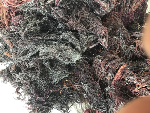 Purple Seamoss - Wholesale