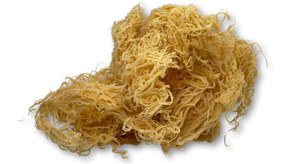 Gold Seamoss - Wholesale